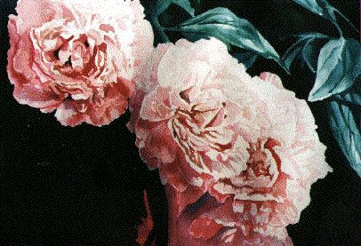 Three Peonies